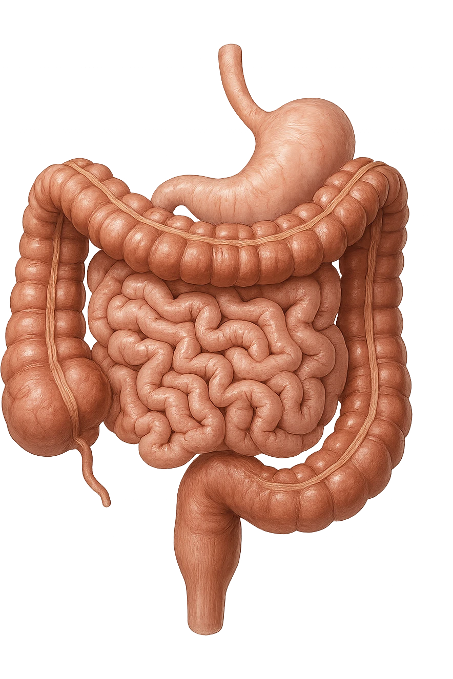 intestino umano anatomico realistico emoji