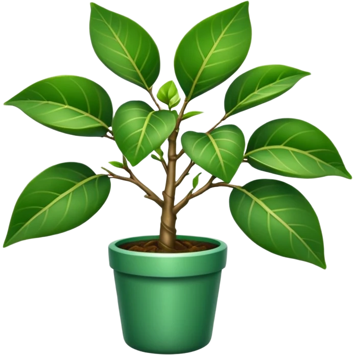 FICUS NATASJA emoji