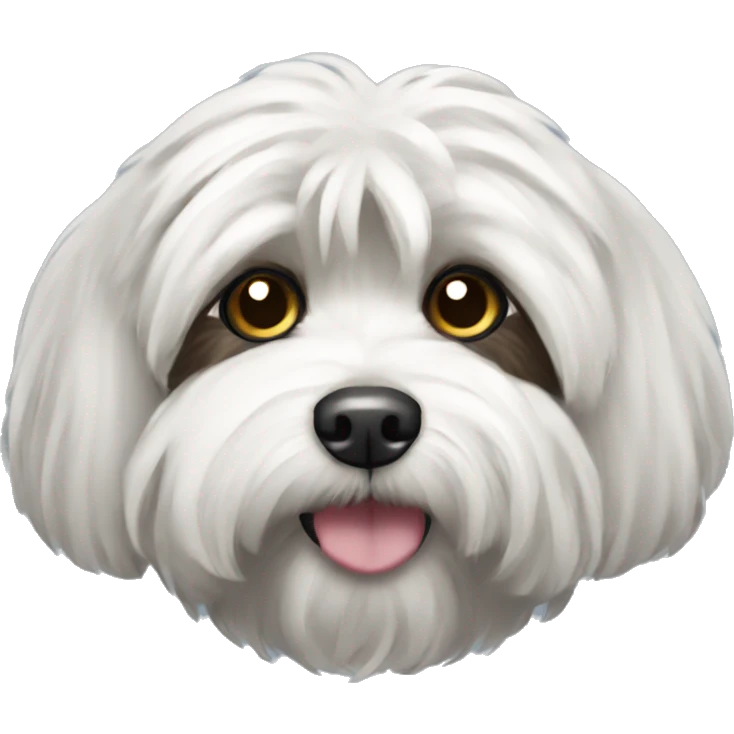 Black havanese with white eyebrow  emoji