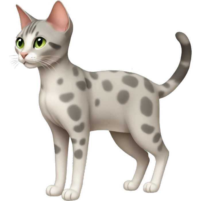 Short-haired oriental cat ,full body , grey coat with small spots , green eyes , terracotta nuzzle emoji