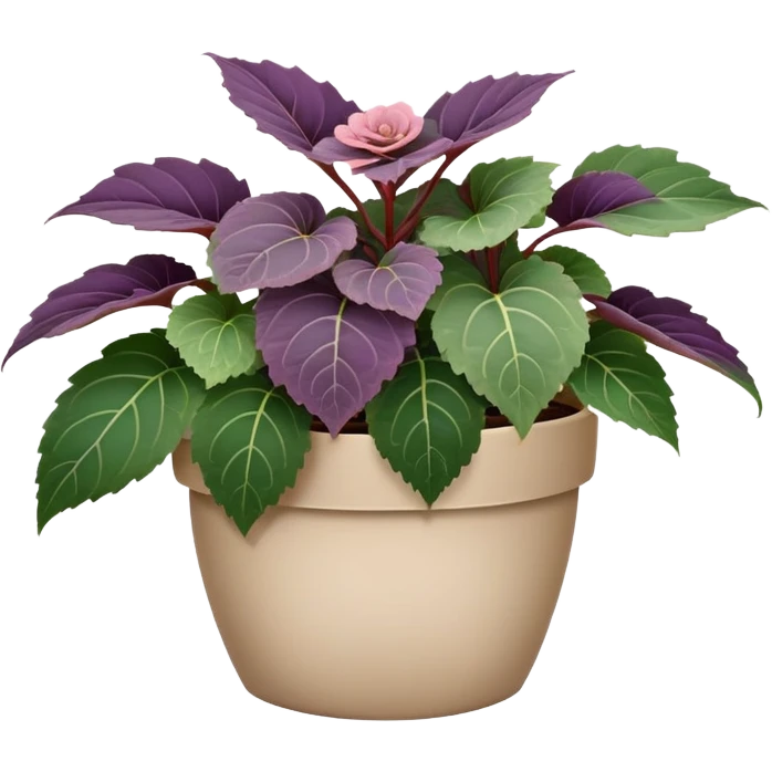Begonia Rex in a beige pot with every leaf having a prominent spiral pattern in the center, greenish-purple leaves only emoji