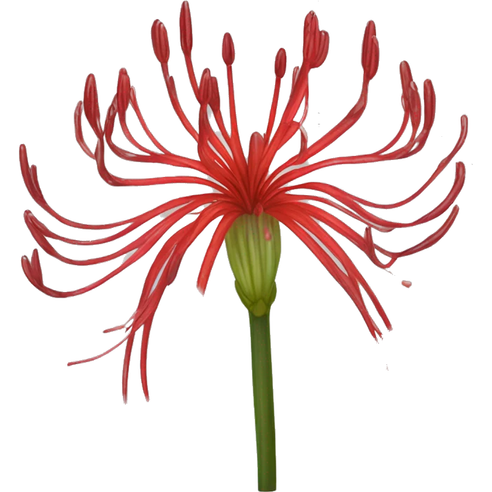 lycoris radiata rojo carmcarmesí  emoji