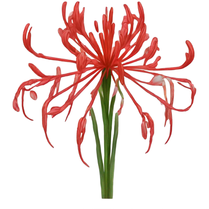 lycoris radiats emoji