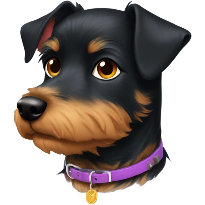 Black terrier dog with sunset collar named Remi emoji