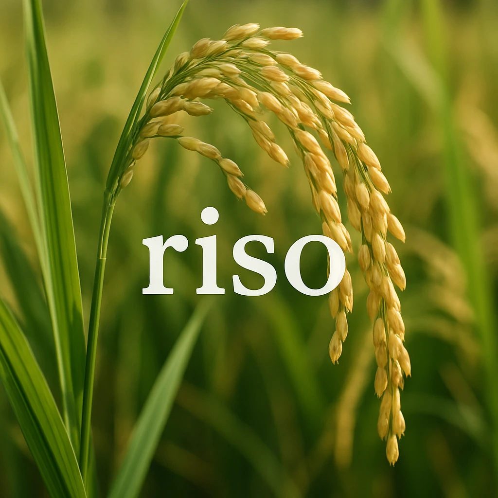 photo realistic rice plant with ears, natural colors, with the word 'riso' in Italian on the image emoji