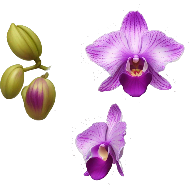Orchid emoji