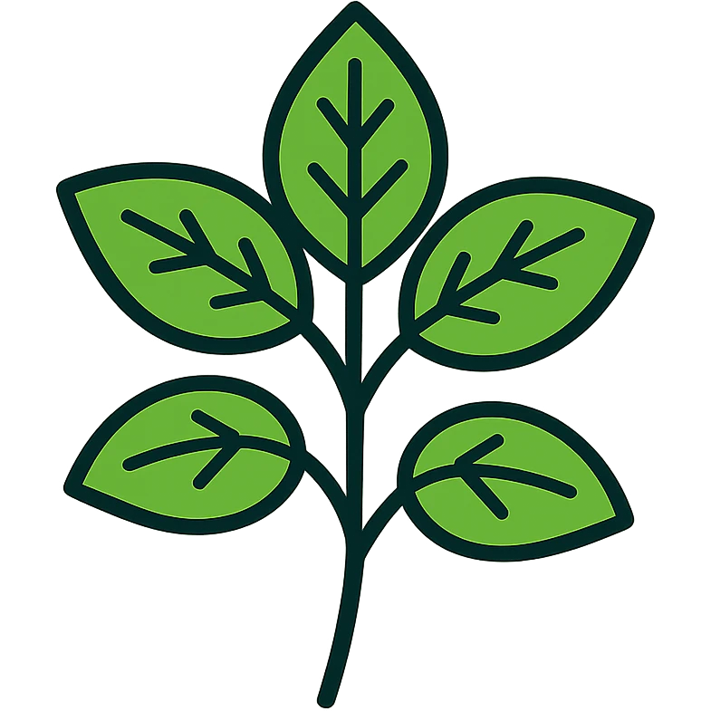 Fresh green basil herb with leaves and stems, botanical illustration emoji