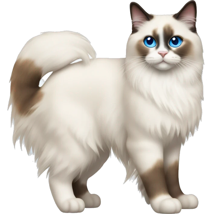 ragdoll cat with orange markings and blue eyes, side view, standing emoji