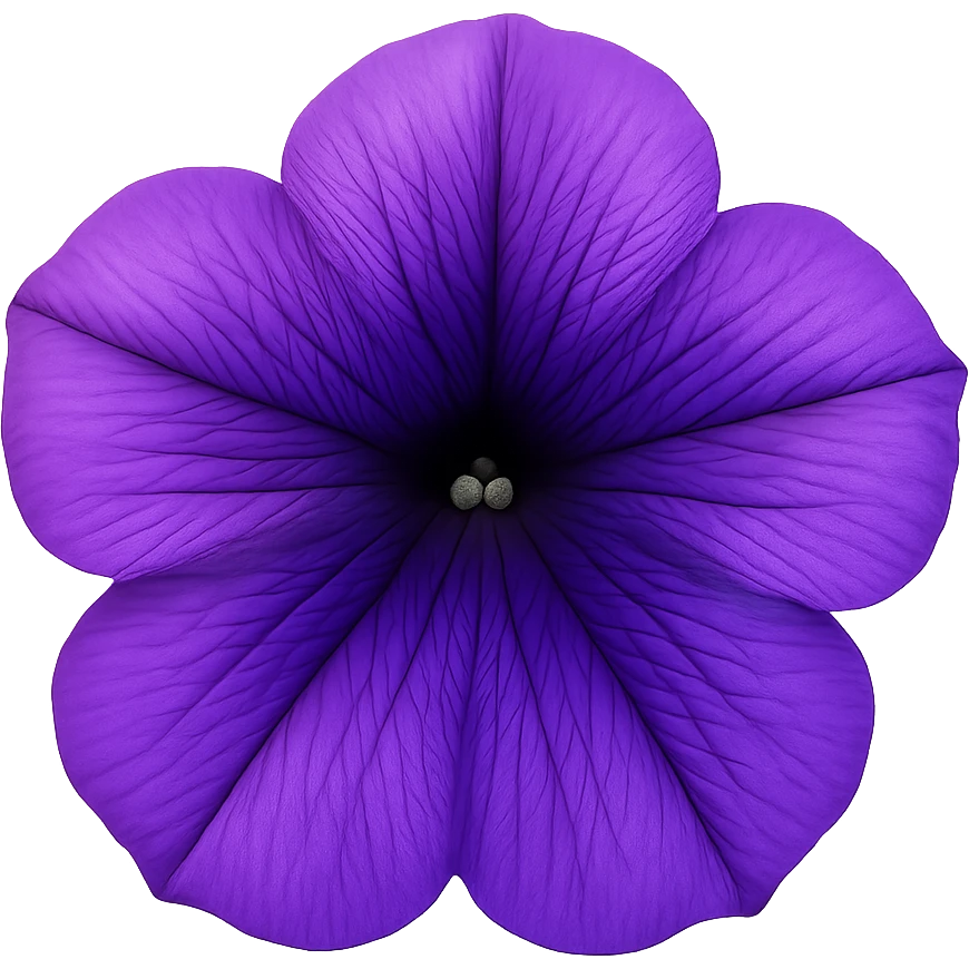 Purple-Violet-Indigo-Purple-Gradient Petuniaemoji    , remove background emoji