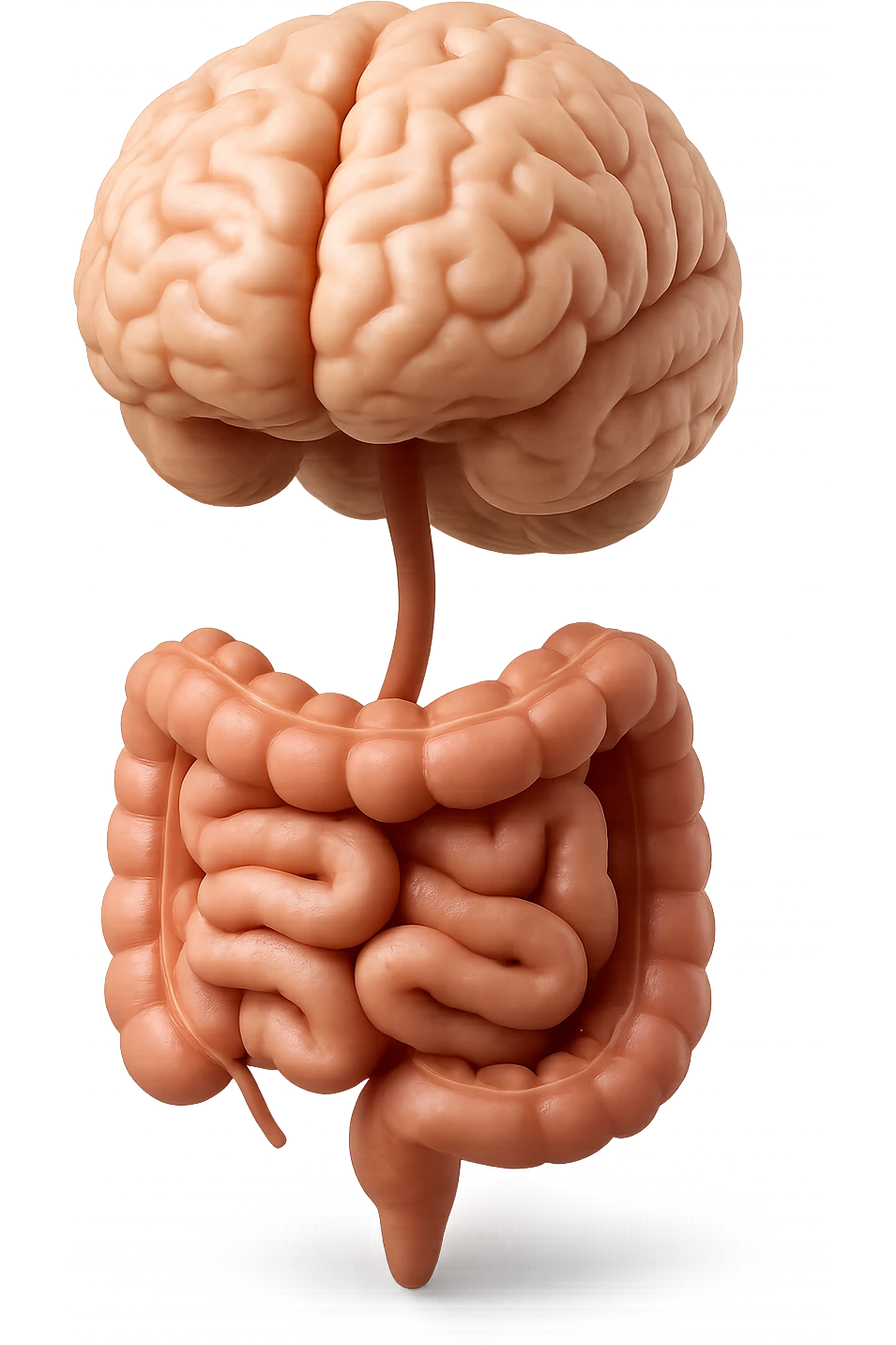 emoji stile iphone in 3d di cervello e intestino collegati verticalmente, iperrealistico 4k emoji