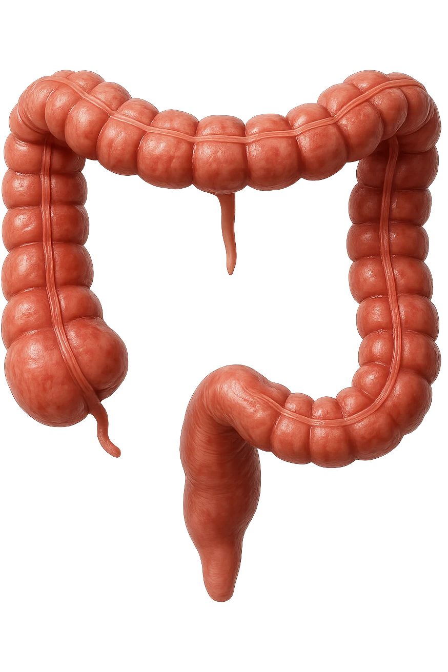 colon anatomico umano, iperrealistico 4k, isolato su sfondo bianco emoji