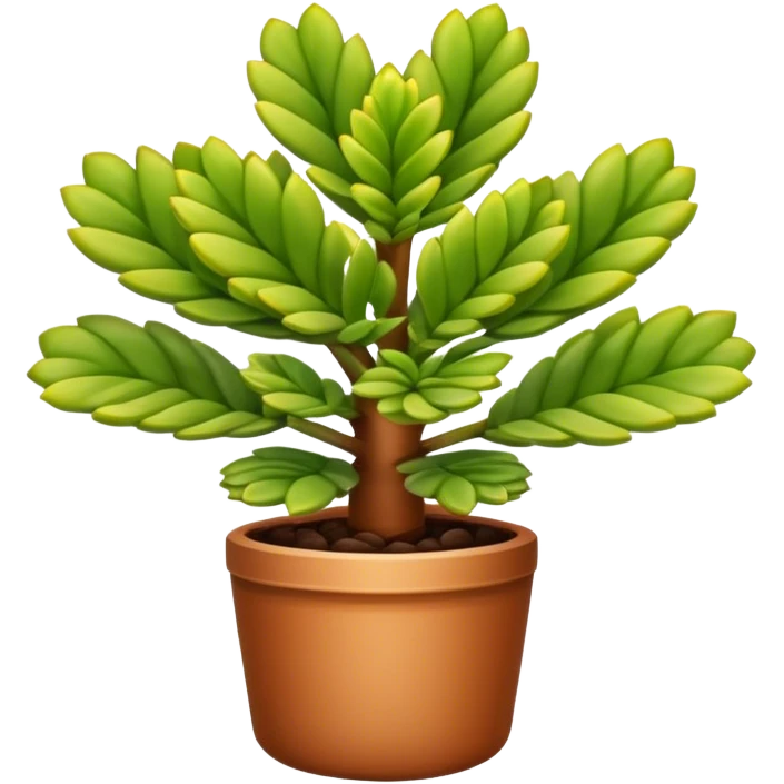 Crassula Ovata Golum with cilindric leaves emoji