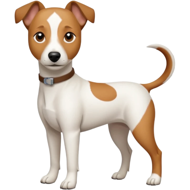a full body white jack russel looking dog the size of a kelpie with light brown ears and a light brown patch on one eye and a large snout emoji