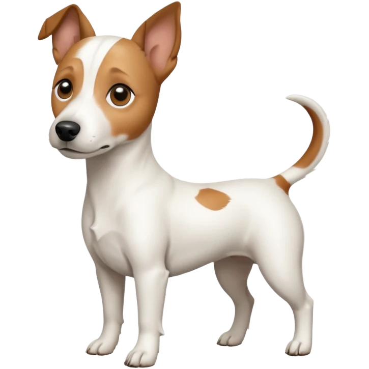 a full body white jack russel looking dog the size of a kelpie with light brown ears and a light brown patch on one eye, flopped down ears and a large snout emoji