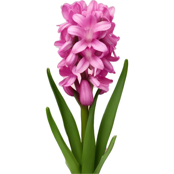 Pink hyacinth emoji