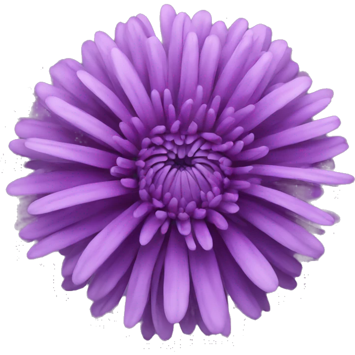 purple chrysanthemum  emoji