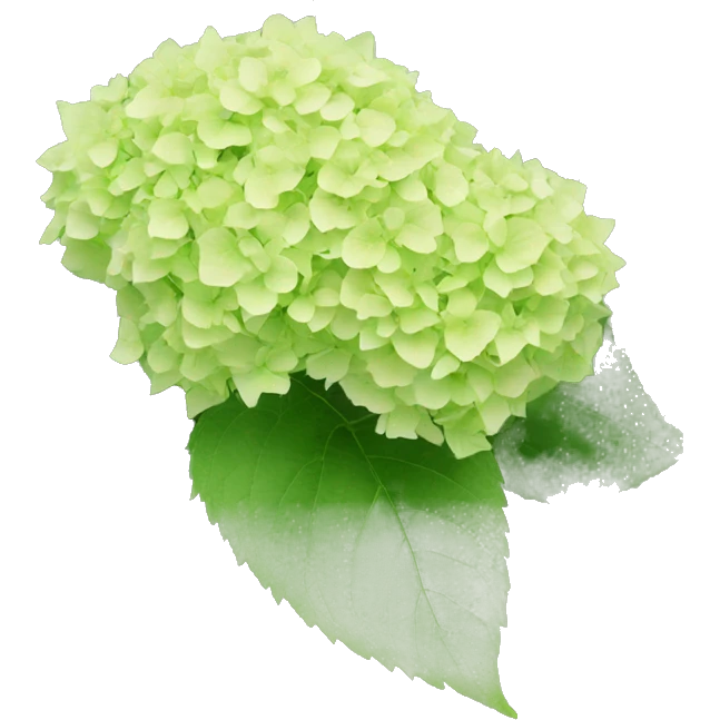Limelight hydrangea emoji