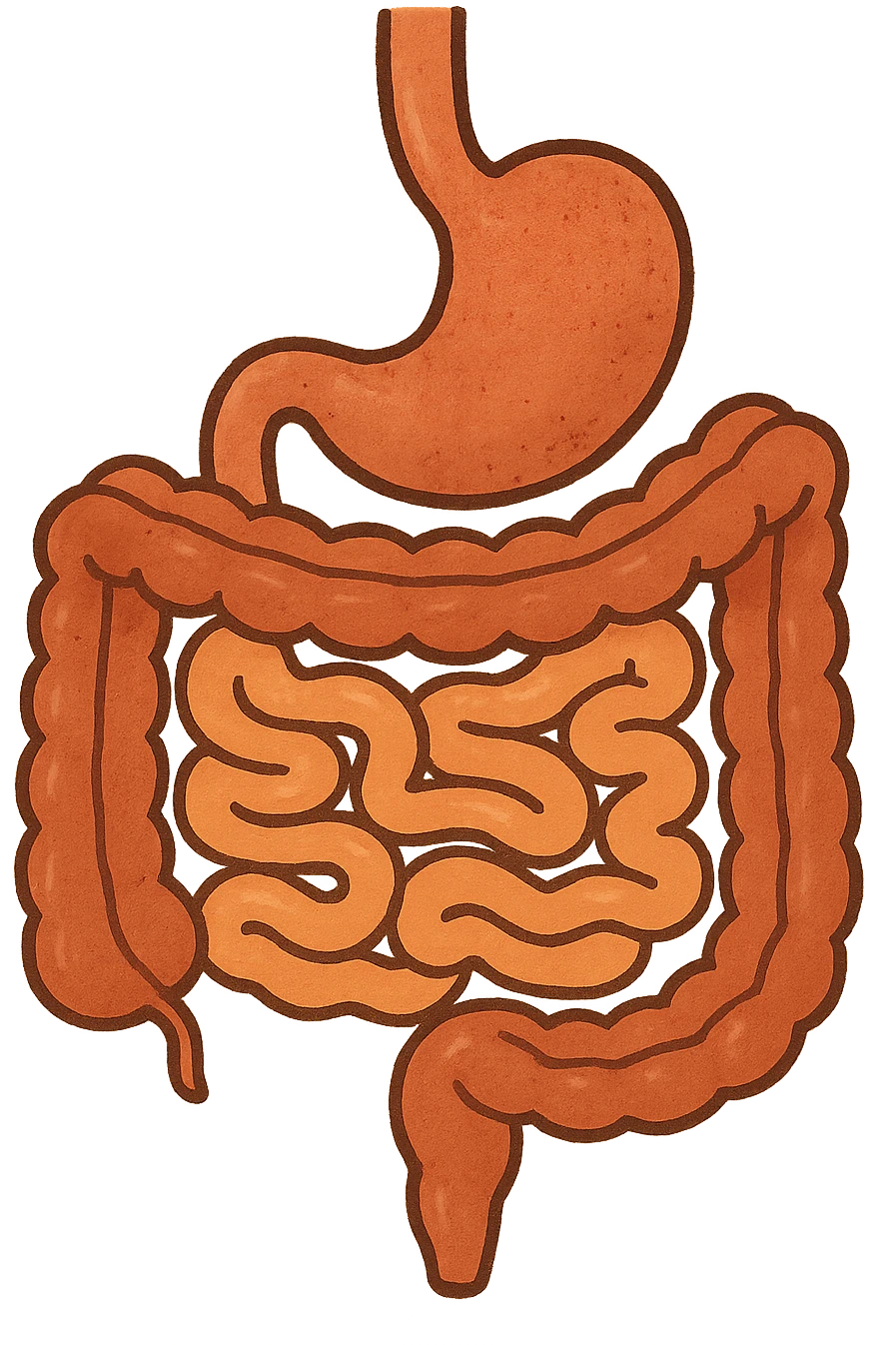 Anatomical illustration of the human digestive system, showing the colon, small intestine, and large intestine. Smooth 3D style, soft shading, clean and simple design.
 emoji