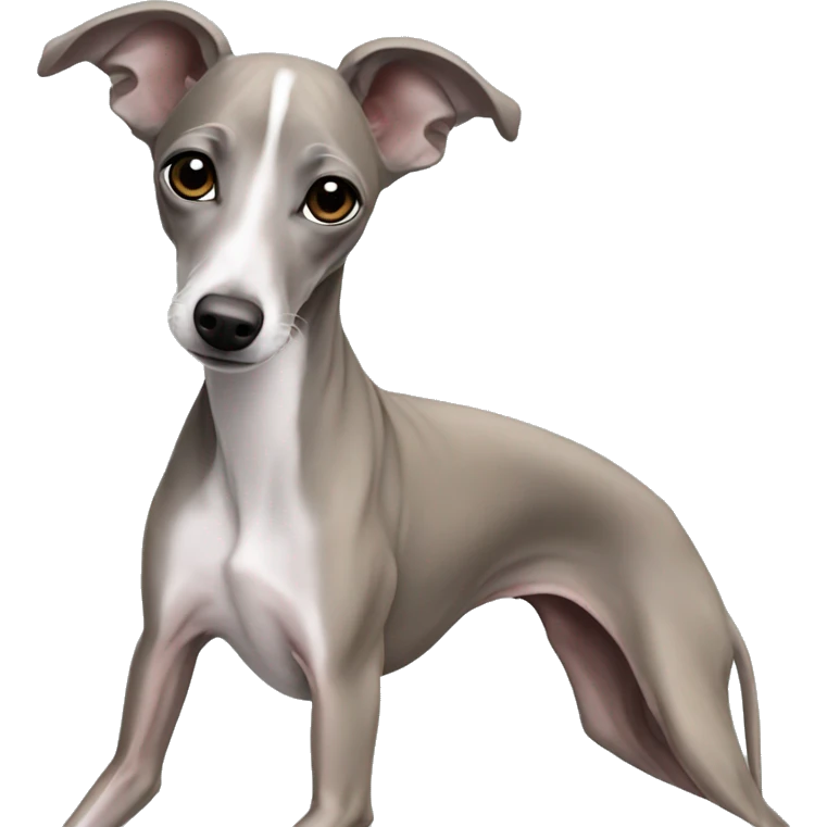 Dog Italian greyhound Isabel color emoji