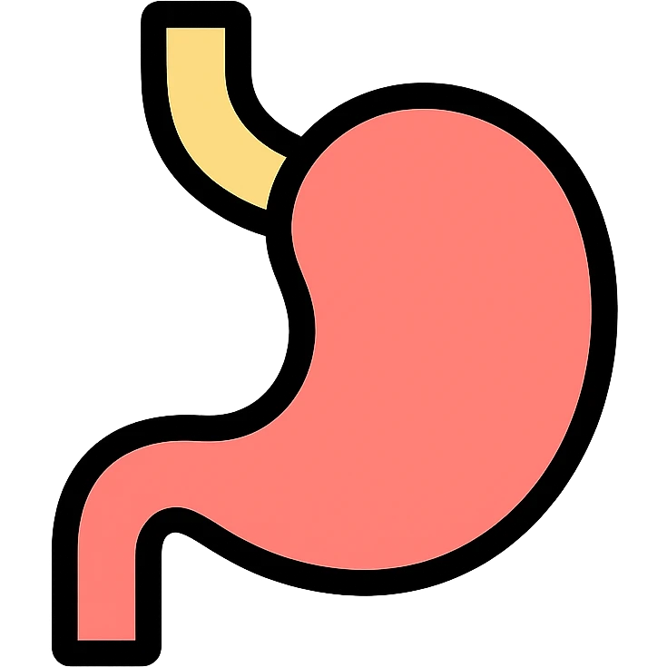 stomach color outline icon style emoji