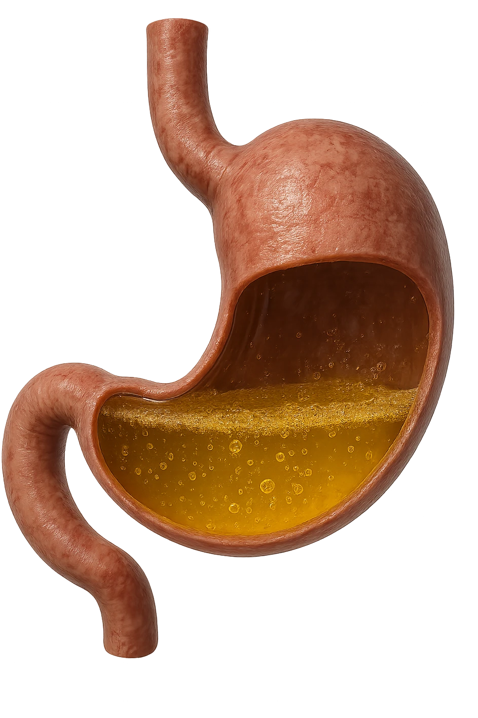 stomaco con acido giallo all'interno, iperrealistico, non disegnato emoji