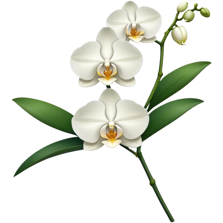 Single elegant orchid stem with several blooms on one stalk and a few green leaves at the base emoji