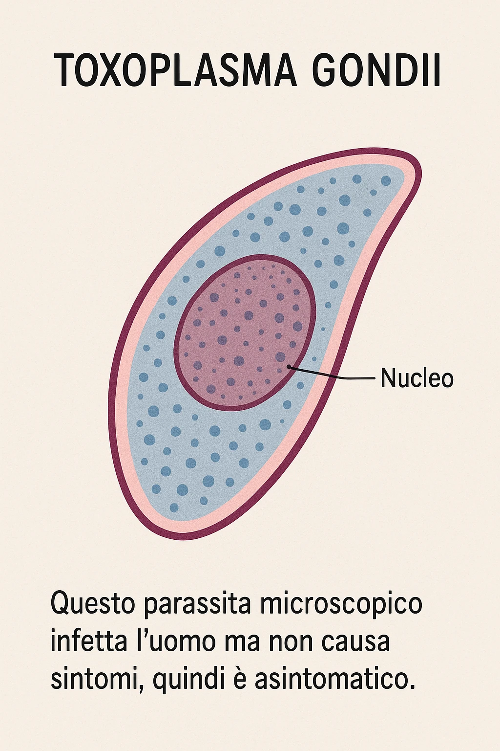Toxoplasma gondii, infetta uomo ma non ha sintomi ed è asintomatico, tutto in italiano scritto emoji