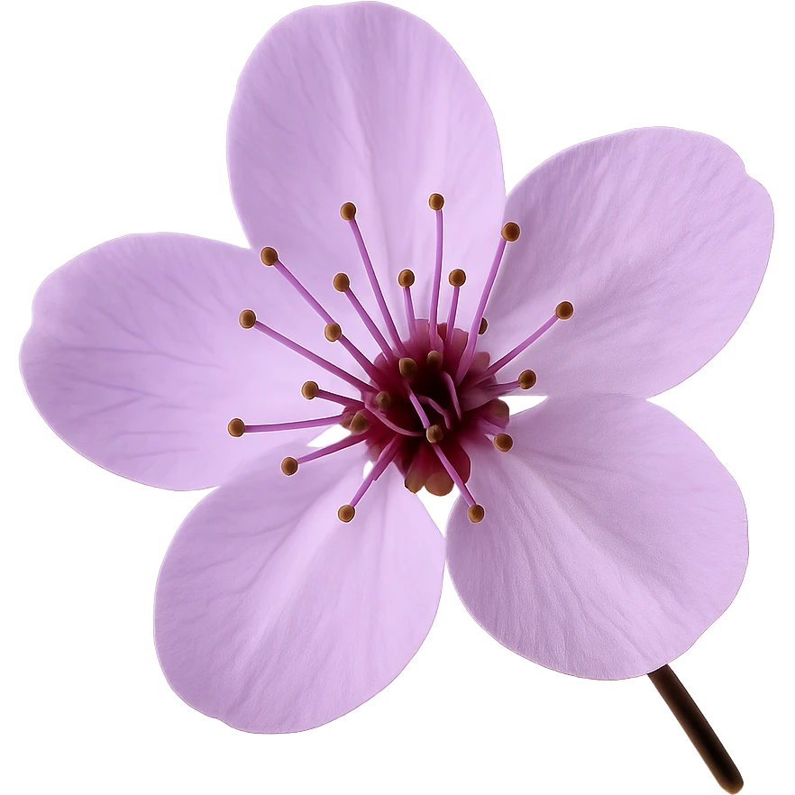 show one purple cherry blossom, remove background emoji