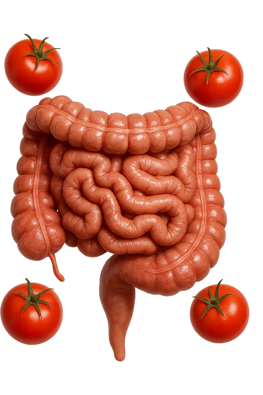 intestino umano anatomico con pomodori che gli fluttuano intorno, iperrealistico 4k emoji