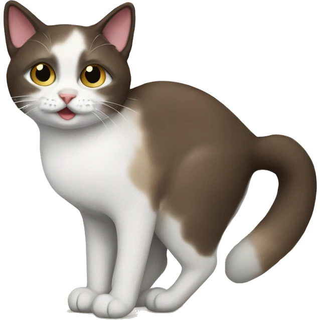 Snowshoe cat emoji