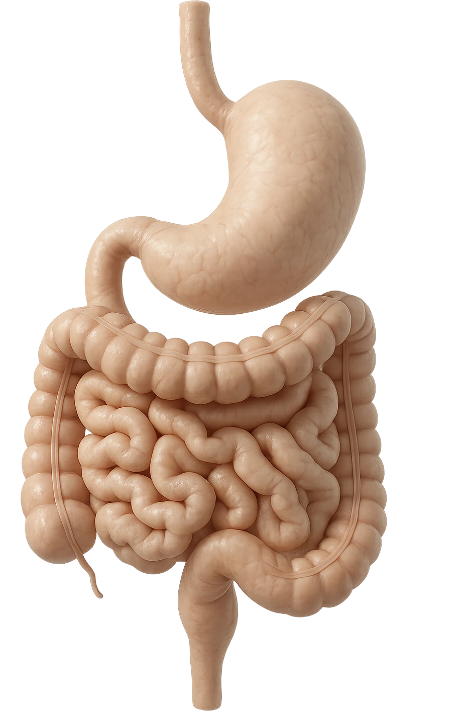 stomaco e intestino sono collegati, colore chiaro, iperrealistico 4k emoji
