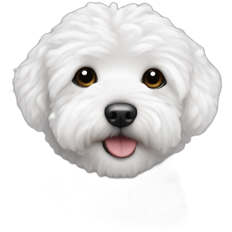 white maltipoo in the winter, having snow on the nose emoji