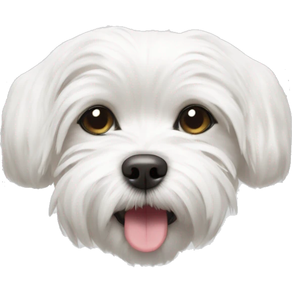 white maltese turning upside down, laying on its back emoji