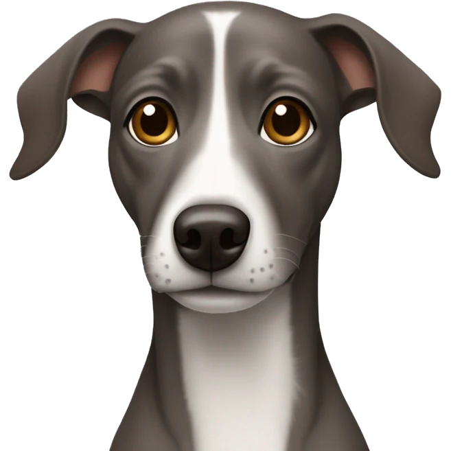 Dark Grey brown Formosa mountain dog and Italian greyhound mix emoji