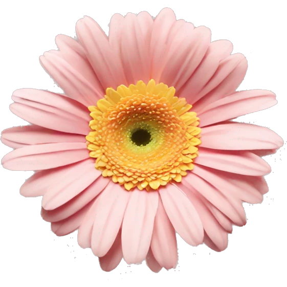 pale pink and yellow one flower gerbera emoji