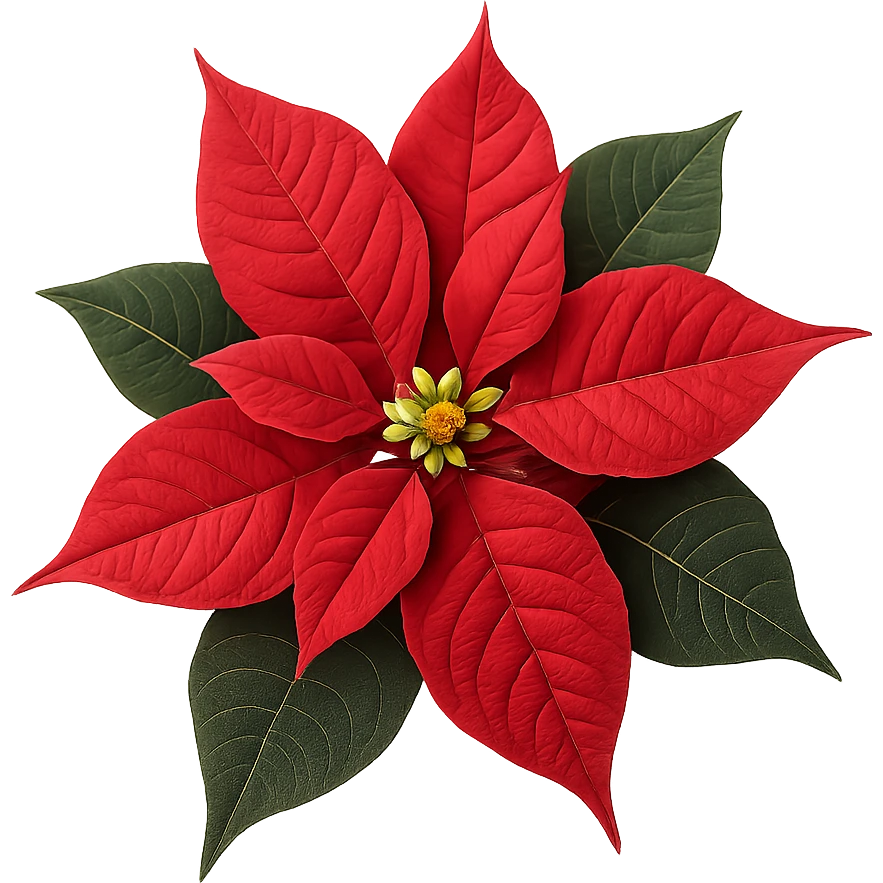 christmas flower,remove background emoji