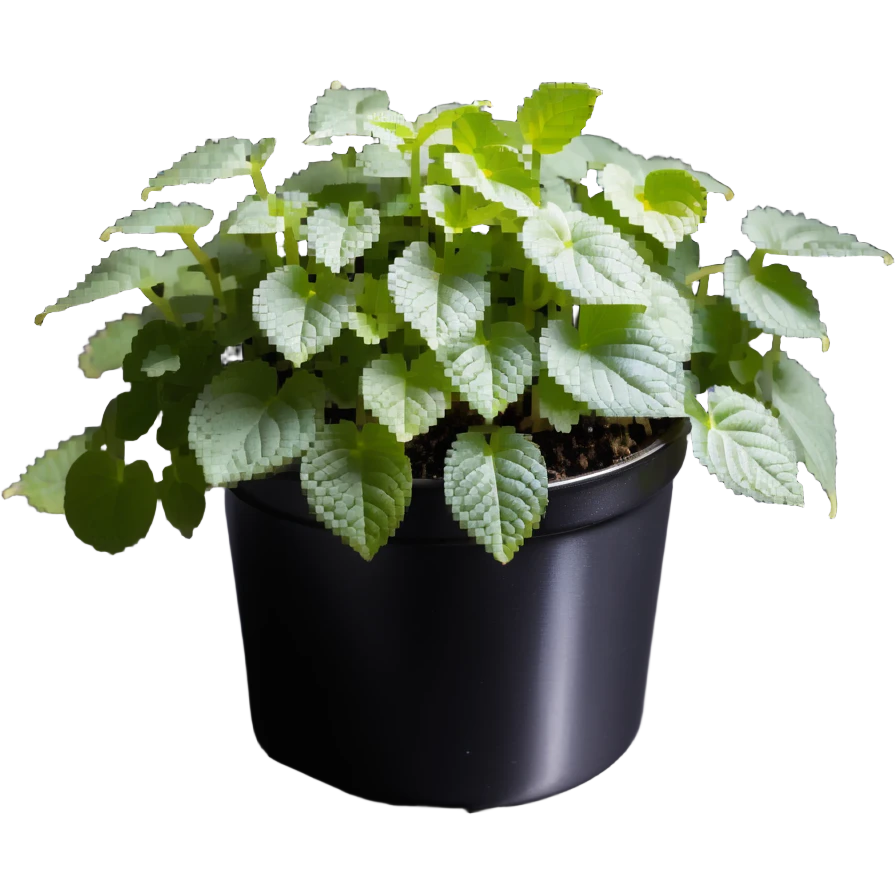 8-bit pixel art of small Plectranthus Verticillatus sprouts with round circular leaves in a shiny metallic planter emoji
