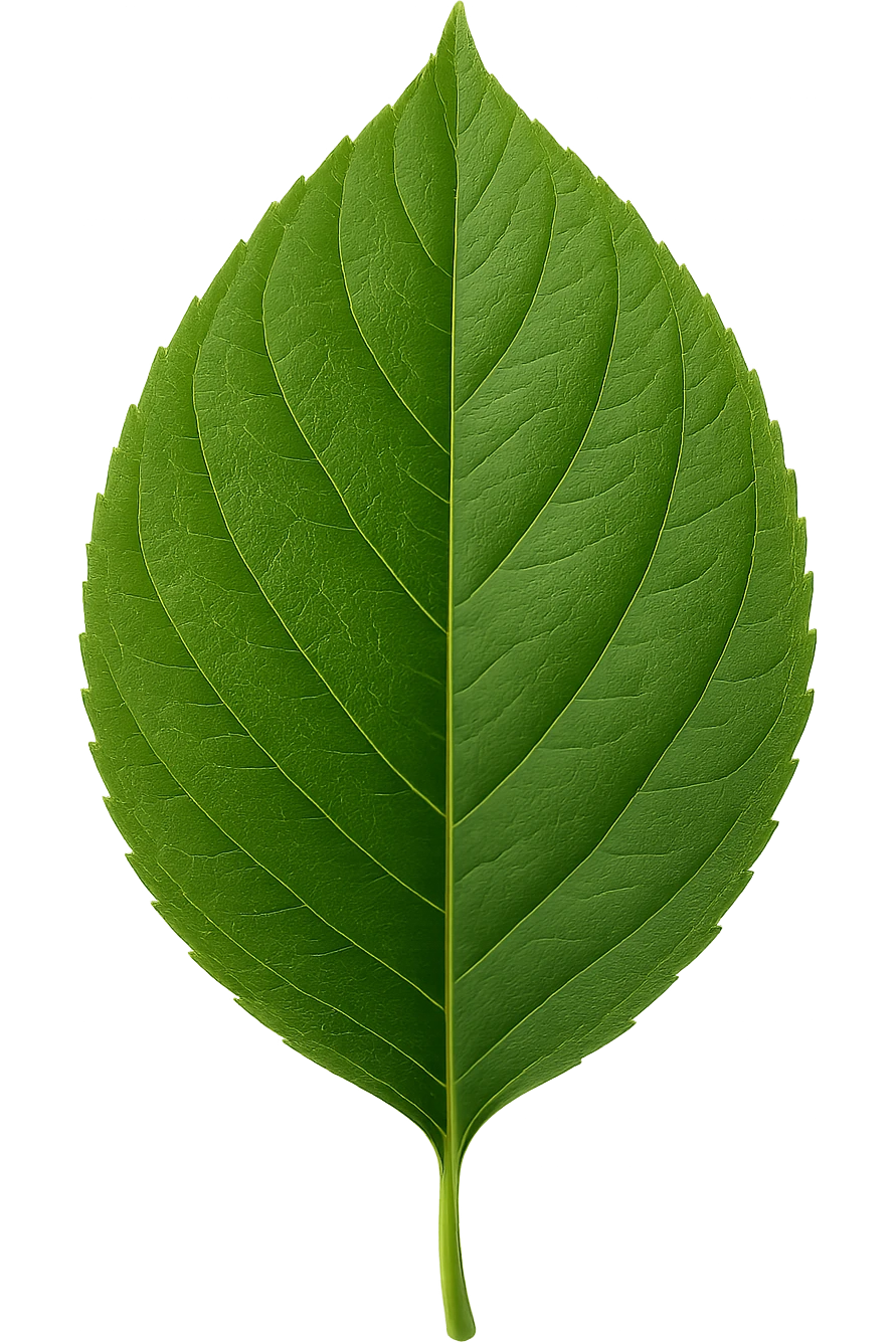 leaf , remove background emoji