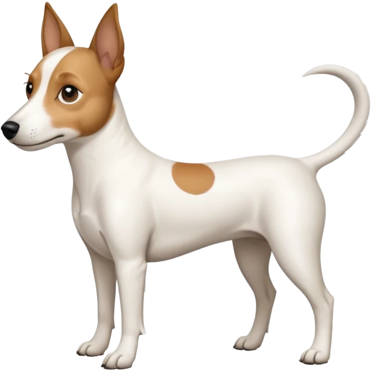 a full body white jack russel looking dog the size of a kelpie with light brown ears and a light brown patch on one eye and a large snout emoji