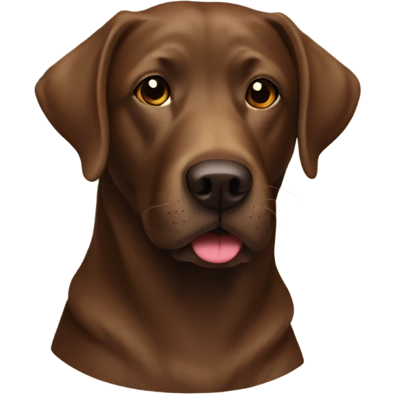 Brown lab with a sock emoji