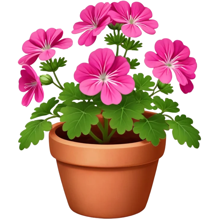 Pink Geranium  emoji