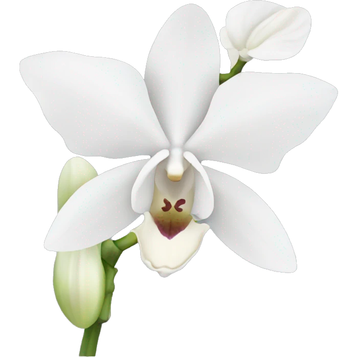 White orchid flower emoji