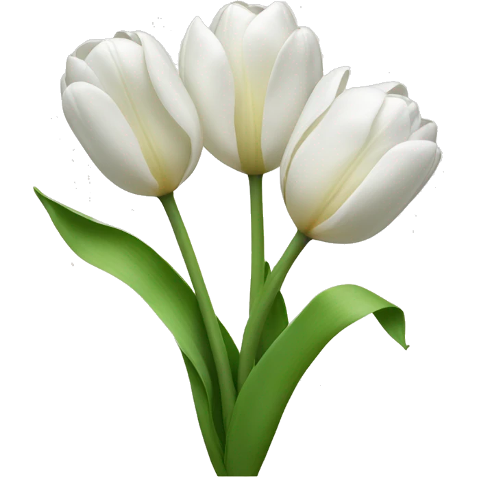 White tulips with ribbon  emoji