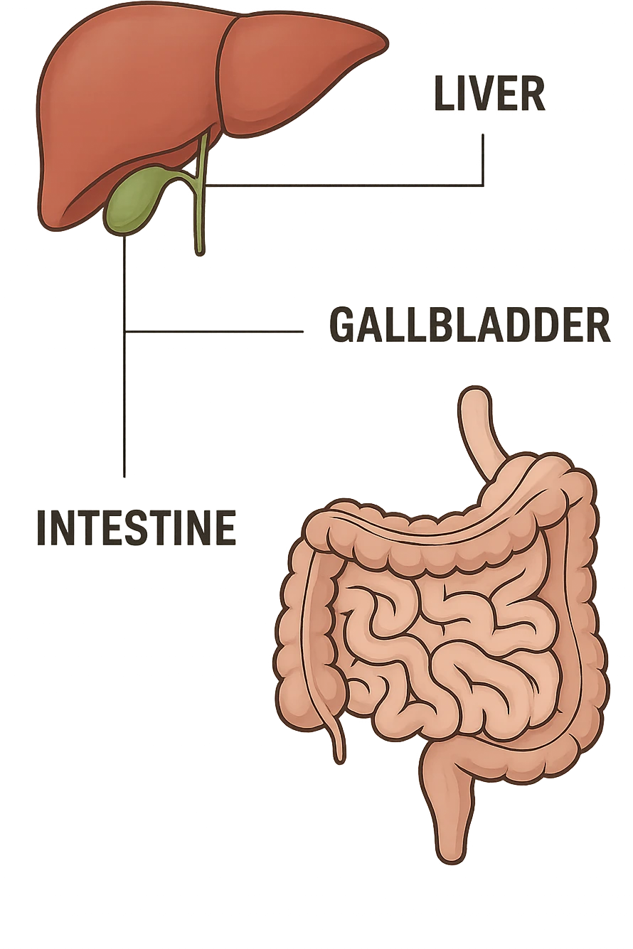 Connessione visiva con linee fegato , intestino e cistifellea emoji