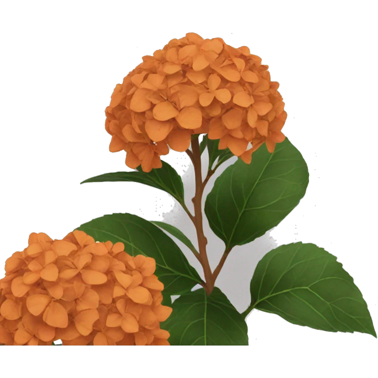 Burnt orange hydrangeas  emoji