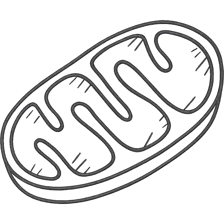 mitochondrion, mitochondrial biogenesis, step 1, pen drawing schematic style on white paper, isolated on white background emoji