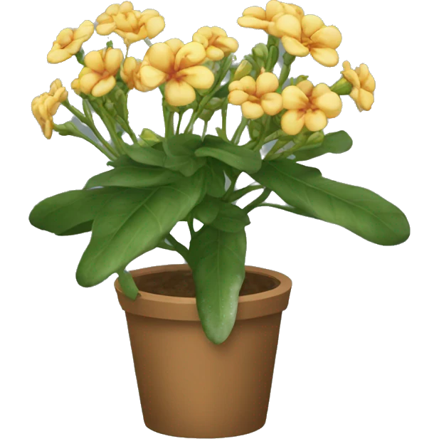 Sophronitis grandiflora emoji