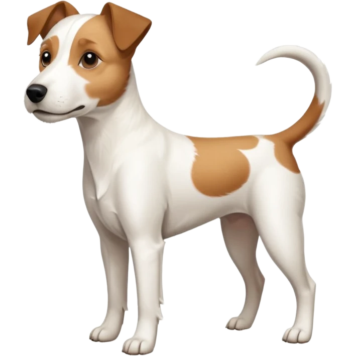 a full body large white parson russell terrier looking dog the size of a kelpie with light brown ears and a light brown patch on one eye and a large snout emoji