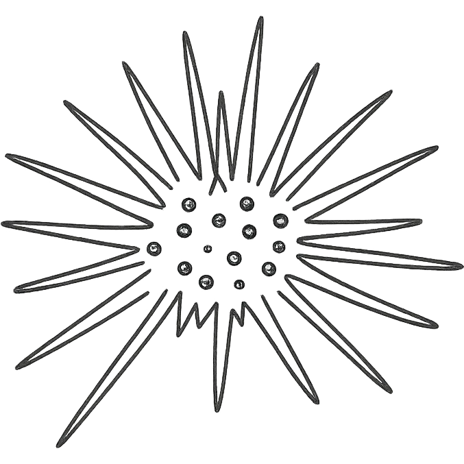 Sea urchin illustration in a clean, hand-drawn style with red lines, minimal design, no text, transparent background, with a slightly different arrangement of spines, matching the style of the reference logo. emoji