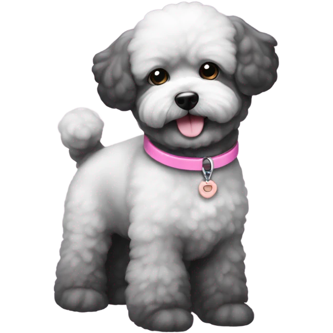 Black bichon dog with the tiniest amount of gray and a pink collar emoji